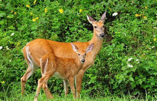 mother-and-baby-white-tailed-deer-lara-ellis (1)