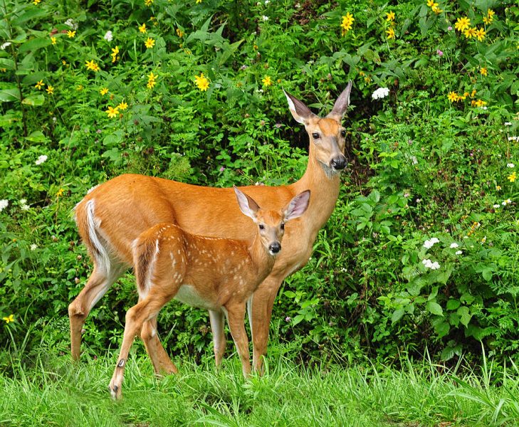 mother-and-baby-white-tailed-deer-lara-ellis (1)