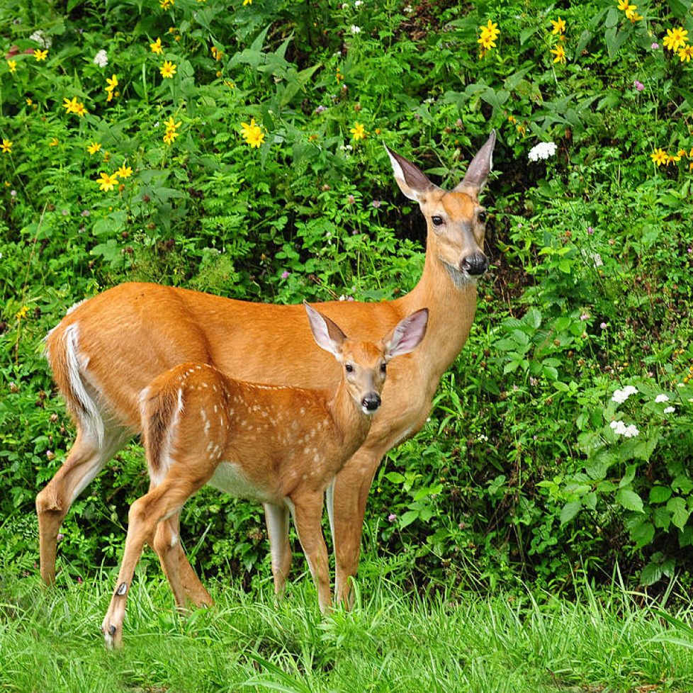 mother-and-baby-white-tailed-deer-lara-ellis (1)